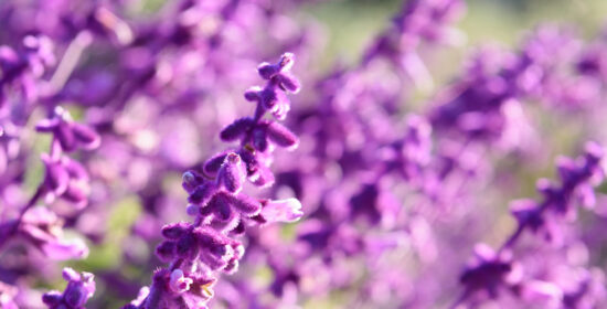 Présentation de l&rsquo;étude de Me. Sébastien TISSOT à Salernes (Var)